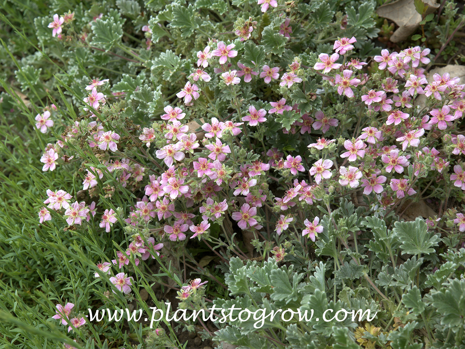 Potentilla porphyrantha